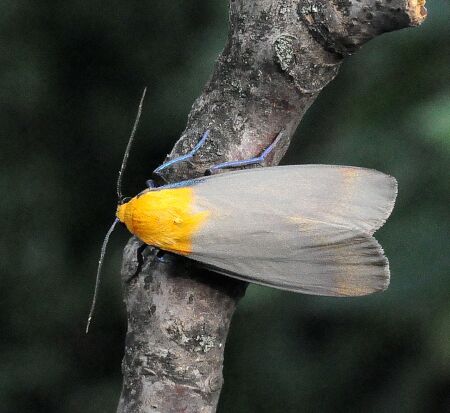 Arctidae di Pogno